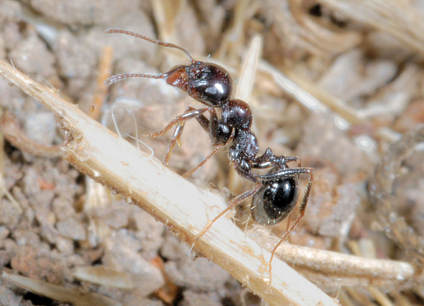 Formiche in onore di Ezio Sgr� - Tetramonium